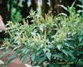 African basil
